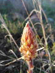 Orobanche minor