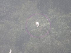 Ardea alba