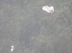 Ardea alba