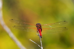 Tramea transmarina