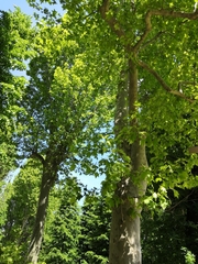 Platanus