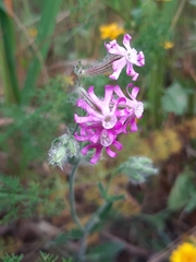 Silene bellidifolia