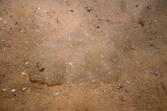 Pseudorhombus arsius