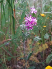 Silene bellidifolia