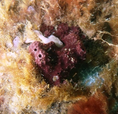 Chelonaplysilla violacea