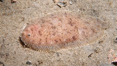 Aseraggodes lenisquamis
