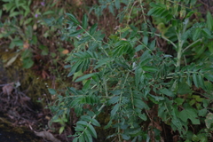 Bencomia sphaerocarpa, photograph (c) fmunoz, some rights reserved (CC BY)