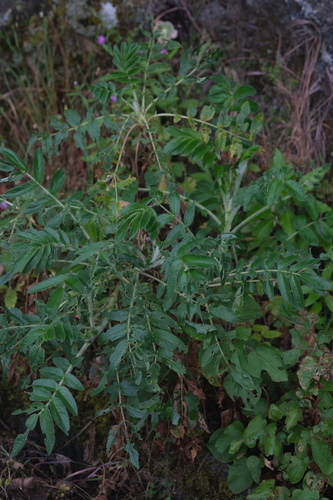 Bencomia sphaerocarpa, photograph 4