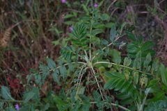 Bencomia sphaerocarpa, photograph (c) fmunoz, some rights reserved (CC BY)
