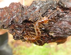 Lithobius variegatus