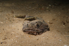 Batrachomoeus dubius