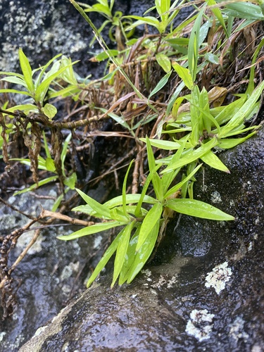 Schiedea globosa observed 2024-05-16