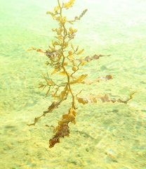 Sargassum lacerifolium