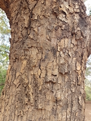 Diospyros mespiliformis