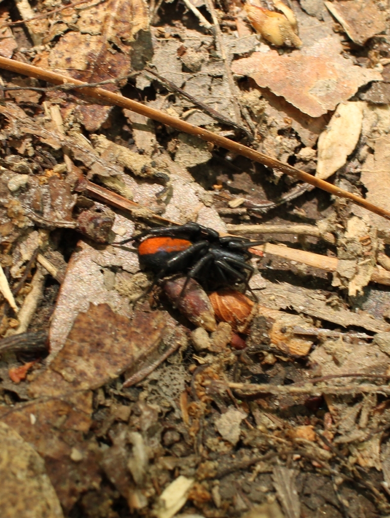 Red-spotted Ant-mimic Sac Spider from Prosperity, SC 29127, USA on May ...