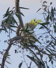 Cacatua galerita