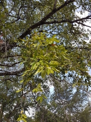Diospyros mespiliformis