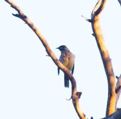 Anthochaera carunculata