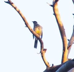 Anthochaera carunculata