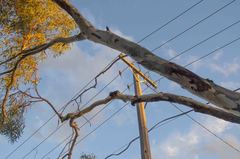 Trichoglossus moluccanus