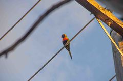 Trichoglossus moluccanus