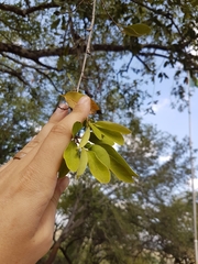 Diospyros mespiliformis