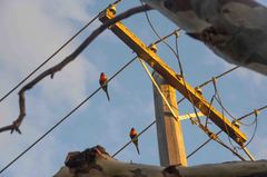 Trichoglossus moluccanus