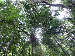 Juliet's Palm (Ravenea julietiae)