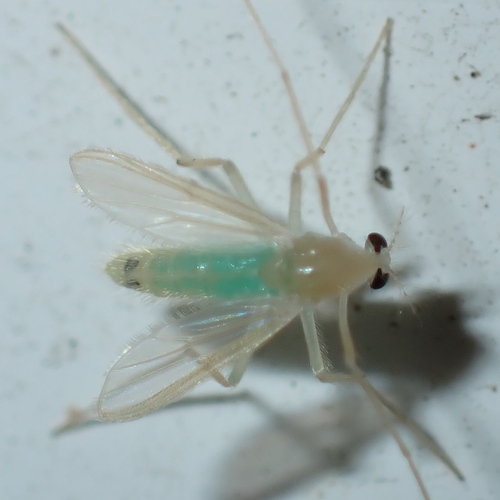 Stenochironomus macateei