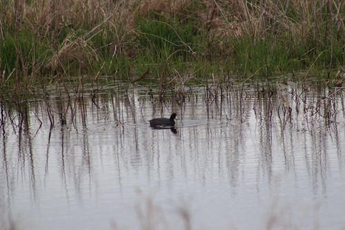 American Coot photographed in Ohio