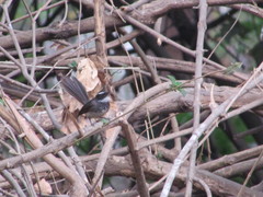 Rhipidura albogularis