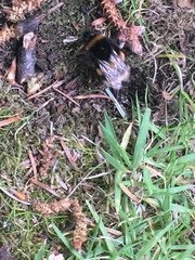 Bombus terrestris