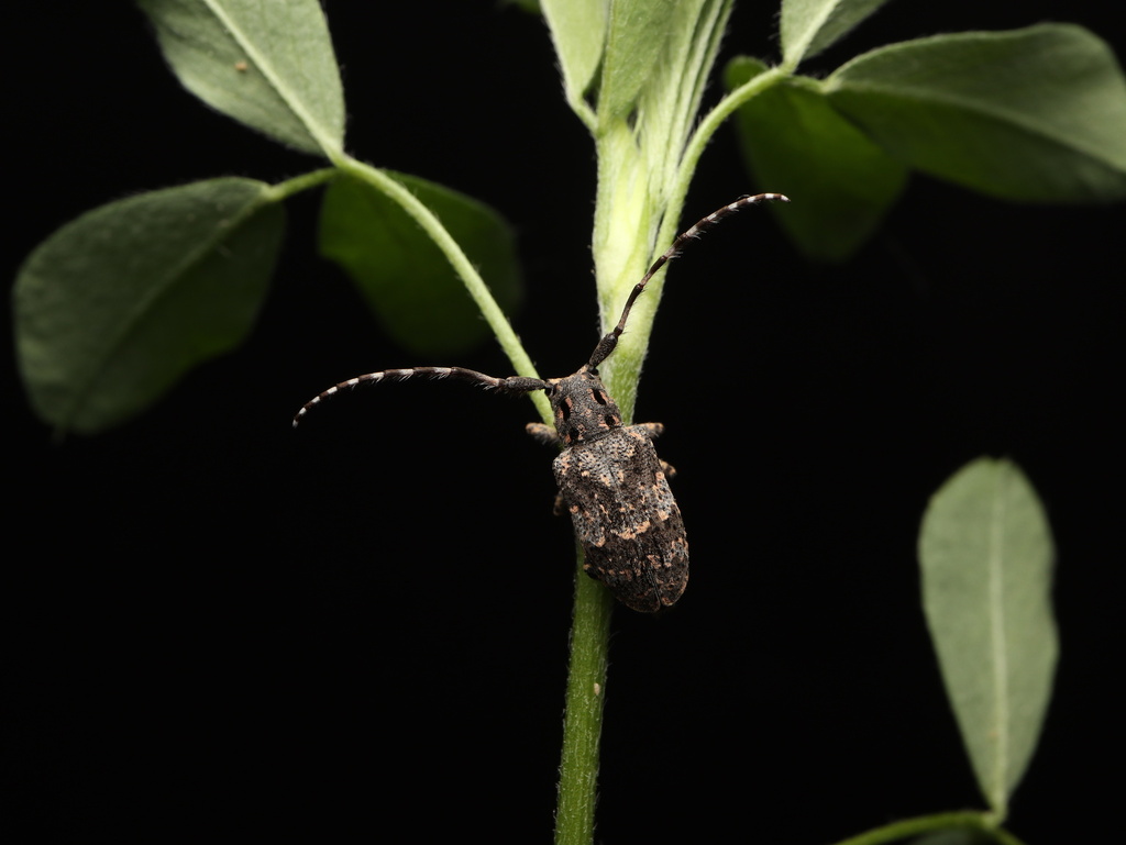 Mesosa myops