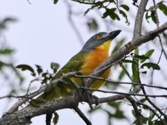 Malaconotus blanchoti