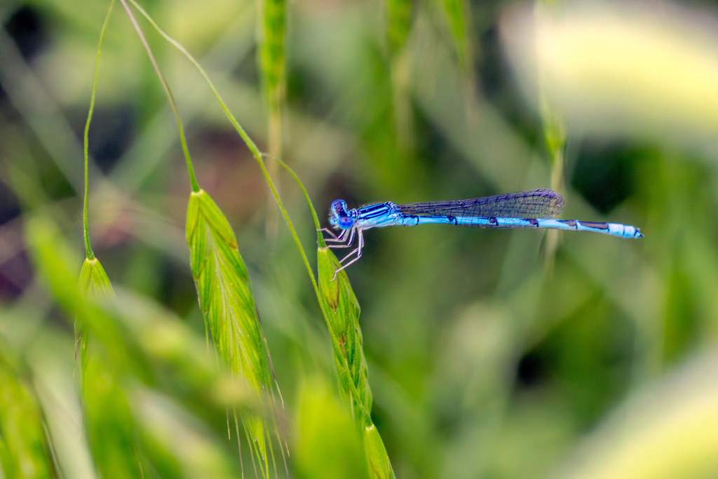 Double-striped Bluet from North Central, Carrollton, TX, USA on May 15 ...