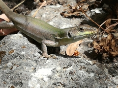 Podarcis siculus siculus