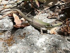 Podarcis siculus siculus