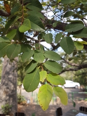 Pseudolachnostylis maprouneifolia
