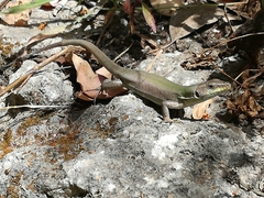 Podarcis siculus siculus