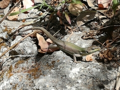 Podarcis siculus siculus