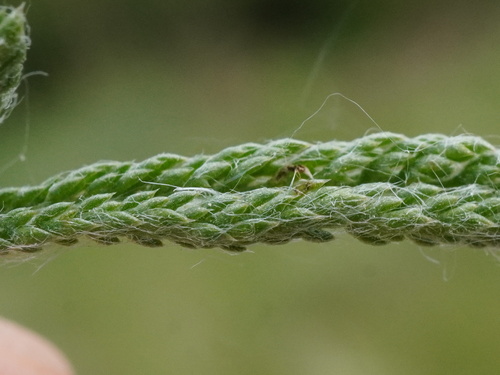 Image of Achillea pannonica by (c) Patrick Hacker, some rights reserved (CC BY)
