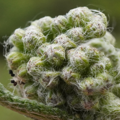 Image of Achillea pannonica by (c) Patrick Hacker, some rights reserved (CC BY)