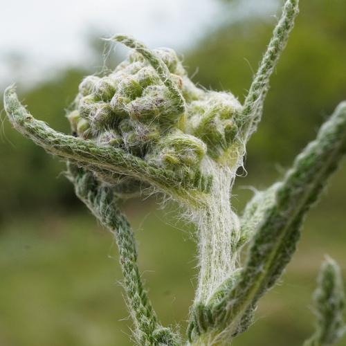 Image of Achillea pannonica by (c) Patrick Hacker, some rights reserved (CC BY)