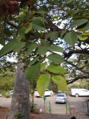 Pseudolachnostylis maprouneifolia