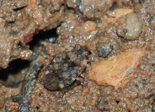 Ochteridae