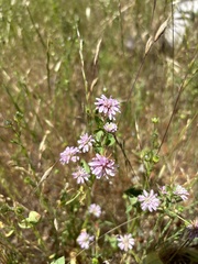Trifolium resupinatum