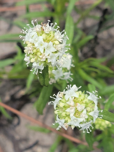 Image of Everglades Key False Buttonweed by (c) Jay Horn, some rights reserved (CC BY)