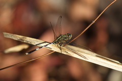 Orthetrum sabina