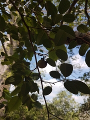 Pseudolachnostylis maprouneifolia