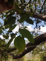 Pseudolachnostylis maprouneifolia